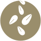 Sesamo